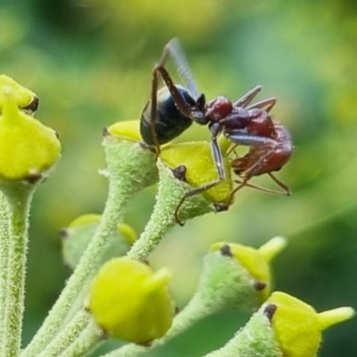 Iridomyrmex purpureus (Meat Ant) at Bungendore, NSW - 24 Mar 2024 by clarehoneydove