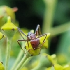 Iridomyrmex purpureus at QPRC LGA - 24 Mar 2024