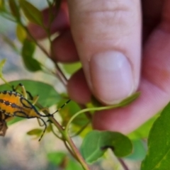 Amorbus sp. (genus) (Eucalyptus Tip bug) at Bungendore, NSW - 24 Mar 2024 by clarehoneydove