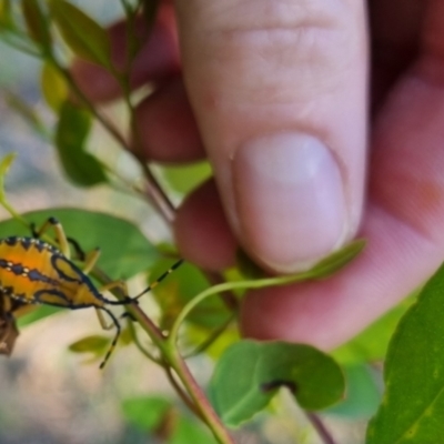 Amorbus sp. (genus) (Eucalyptus Tip bug) at Bungendore, NSW - 24 Mar 2024 by clarehoneydove