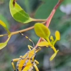 Amorbus sp. (genus) at QPRC LGA - 24 Mar 2024