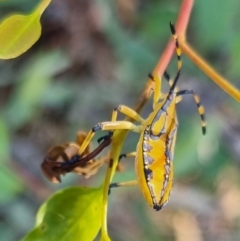 Amorbus sp. (genus) at QPRC LGA - suppressed