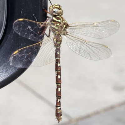 Austroaeschna unicornis (Unicorn Darner) at Pialligo, ACT - 22 Mar 2024 by millsse