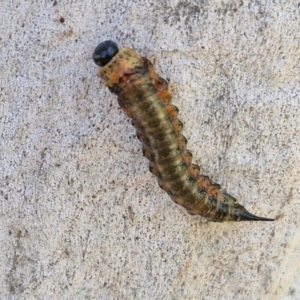 Pterygophorinae (subfamily) at Banksia Street Wetland Corridor - 26 Mar 2024 01:00 PM