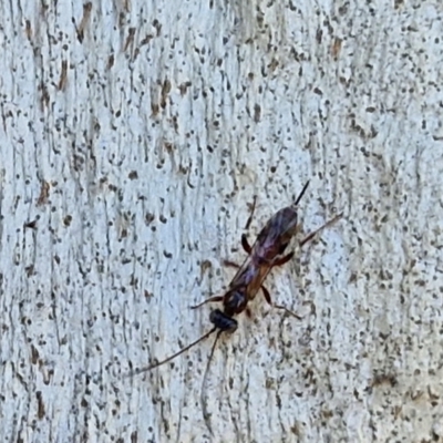 Unidentified Wasp (Hymenoptera, Apocrita) at O'Connor, ACT - 26 Mar 2024 by trevorpreston