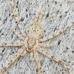 Tamopsis sp. (genus) (Two-tailed spider) at O'Connor, ACT - 26 Mar 2024 by trevorpreston