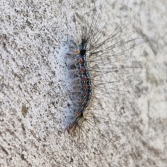 Anestia (genus) (A tiger moth) at Banksia Street Wetland Corridor - 26 Mar 2024 by trevorpreston