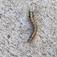 Anestia (genus) at Banksia Street Wetland Corridor - 26 Mar 2024 12:59 PM