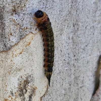 Pterygophorinae (subfamily) (Sawfly) at O'Connor, ACT - 26 Mar 2024 by trevorpreston