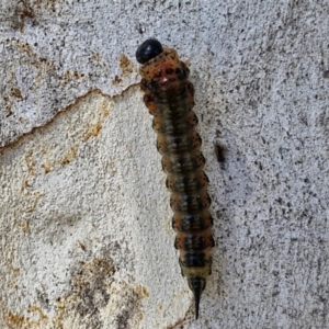 Pterygophorinae (subfamily) at Banksia Street Wetland Corridor - 26 Mar 2024