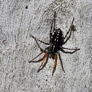 Nyssus coloripes at Banksia Street Wetland Corridor - 26 Mar 2024