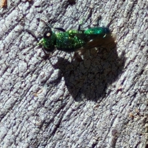 Chrysididae (family) at Banksia Street Wetland Corridor - 26 Mar 2024