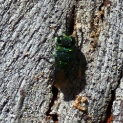 Chrysididae (family) at Banksia Street Wetland Corridor - 26 Mar 2024