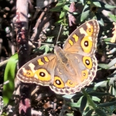 Junonia villida (Meadow Argus) at O'Connor, ACT - 26 Mar 2024 by trevorpreston