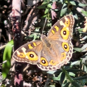 Junonia villida at Banksia Street Wetland Corridor - 26 Mar 2024