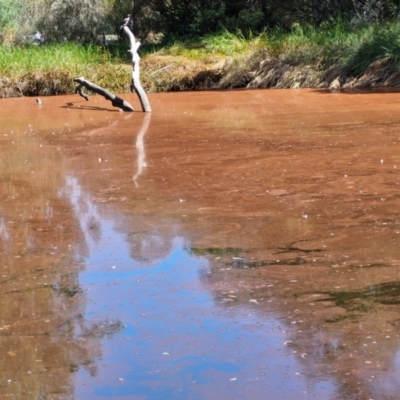 Unidentified Algae, Cyanobacteria, other bacteria and viruses at Banksia Street Wetland Corridor - 26 Mar 2024 by trevorpreston