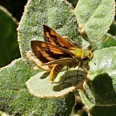 Ocybadistes walkeri (Green Grass-dart) at Banksia Street Wetland Corridor - 26 Mar 2024 by trevorpreston