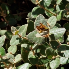 Ocybadistes walkeri at Banksia Street Wetland Corridor - 26 Mar 2024