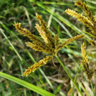 Cyperus exaltatus (Tall Flat-sedge, Giant Sedge) at Banksia Street Wetland Corridor - 26 Mar 2024 by trevorpreston