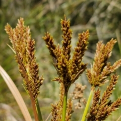 Cyperus exaltatus at Banksia Street Wetland Corridor - 26 Mar 2024