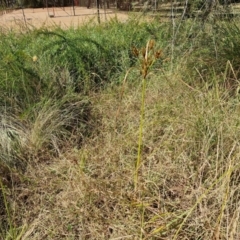 Cyperus exaltatus at Banksia Street Wetland Corridor - 26 Mar 2024 12:46 PM