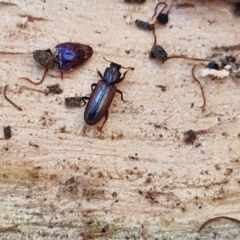 Ascetoderes sp. (genus) (Teredid beetle) at Banksia Street Wetland Corridor - 26 Mar 2024 by trevorpreston