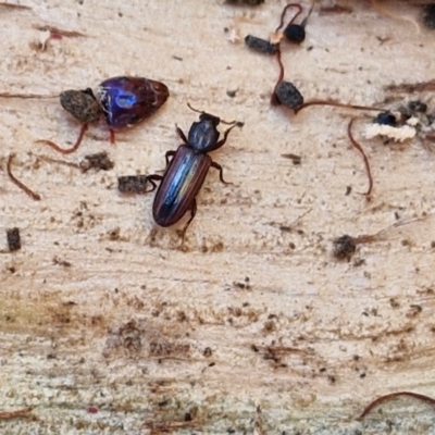 Unidentified Beetle (Coleoptera) at suppressed - 26 Mar 2024 by trevorpreston