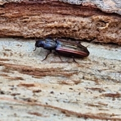 Ascetoderes sp. (genus) at Banksia Street Wetland Corridor - 26 Mar 2024 12:43 PM