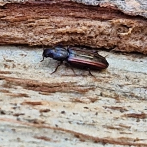 Ascetoderes sp. (genus) at Banksia Street Wetland Corridor - 26 Mar 2024