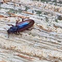 Ascetoderes sp. (genus) at Banksia Street Wetland Corridor - 26 Mar 2024 12:43 PM