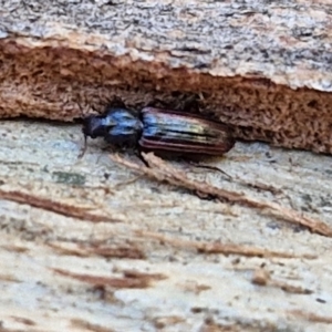 Ascetoderes sp. (genus) at Banksia Street Wetland Corridor - 26 Mar 2024 12:43 PM