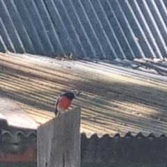 Petroica boodang (Scarlet Robin) at Bungendore, NSW - 26 Mar 2024 by clarehoneydove
