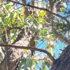 Eopsaltria australis (Eastern Yellow Robin) at Bungendore, NSW - 26 Mar 2024 by clarehoneydove