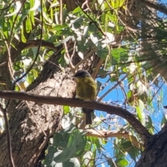 Eopsaltria australis at QPRC LGA - 26 Mar 2024