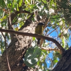 Eopsaltria australis at QPRC LGA - 26 Mar 2024