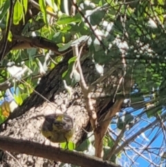 Eopsaltria australis at QPRC LGA - 26 Mar 2024