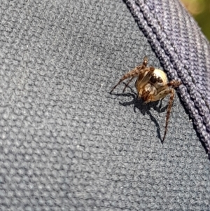 Araneus dimidiatus at Australian National University - 26 Mar 2024