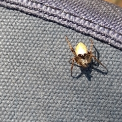 Araneus dimidiatus at Australian National University - 26 Mar 2024 01:02 PM