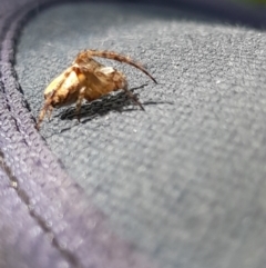 Araneus dimidiatus at Australian National University - 26 Mar 2024 01:02 PM