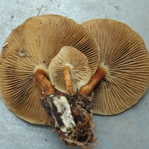 Pholiota communis at Bruce, ACT - 12 Jun 2022 03:44 PM