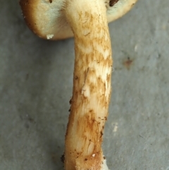 Pholiota communis at Bruce, ACT - 12 Jun 2022 03:44 PM