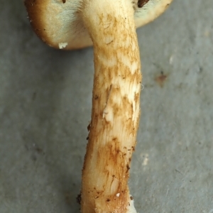 Pholiota communis at Bruce, ACT - 12 Jun 2022