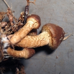 Pholiota communis at Lake Burley Griffin West - 5 Jun 2022