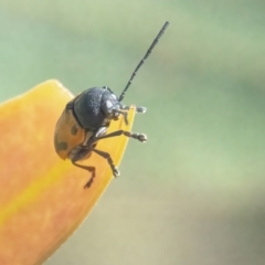 Cadmus (Cadmus) litigiosus (Leaf beetle) at Googong, NSW - 25 Mar 2024 by WHall