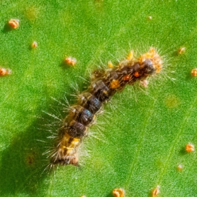 Lymantriinae (subfamily) (Unidentified tussock moths) at Googong, NSW - 25 Mar 2024 by WHall