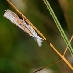 Culladia cuneiferellus (Crambinae moth) at Googong, NSW - 25 Mar 2024 by WHall