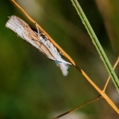 Culladia cuneiferellus (Crambinae moth) at Googong, NSW - 25 Mar 2024 by WHall