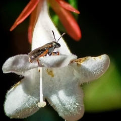 Lasioglossum (Homalictus) urbanum (Furrow Bee) at Page, ACT - 26 Mar 2024 by DonTaylor