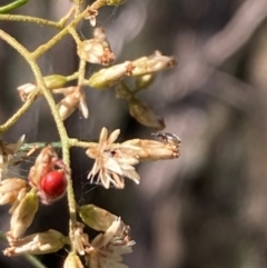 Dasytinae (subfamily) (Soft-winged flower beetle) at Mount Ainslie NR (ANR) - 26 Mar 2024 by SilkeSma