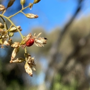 Dasytinae (subfamily) at Mount Ainslie NR (ANR) - 26 Mar 2024